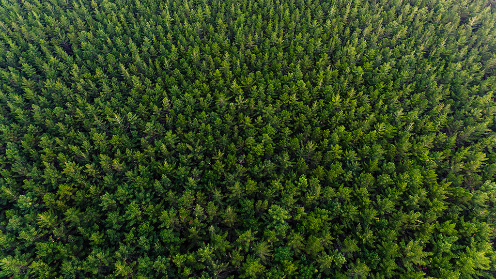 Allied-Locks-Forestry